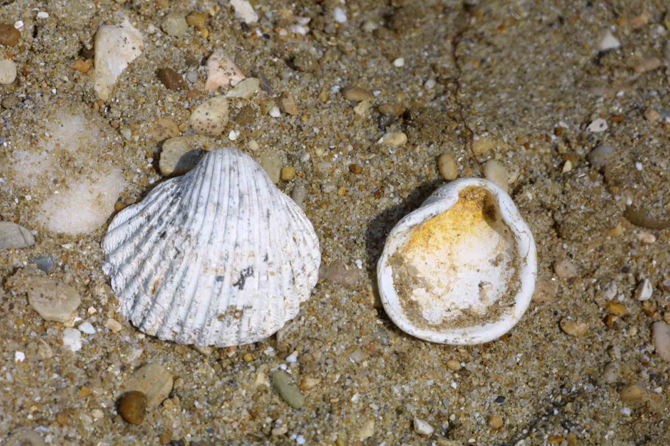 Bivalve fossili